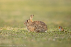 3 Wildkaninchen - Oryctolagus cuniculus