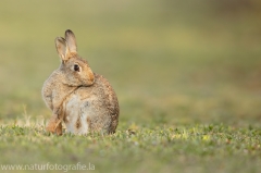 4 Wildkaninchen - Oryctolagus cuniculus