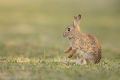 5 Wildkaninchen - Oryctolagus cuniculus