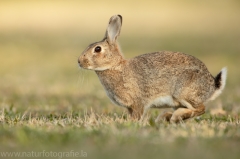 1 Wildkaninchen - Oryctolagus cuniculus