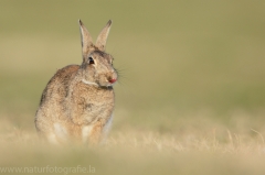 6 Wildkaninchen - Oryctolagus cuniculus