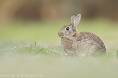 7 Wildkaninchen - Oryctolagus cuniculus