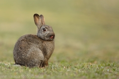 8 Wildkaninchen - Oryctolagus cuniculus