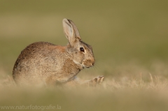 9 Wildkaninchen - Oryctolagus cuniculus