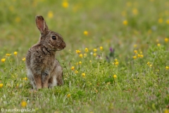 10 Wildkaninchen - Oryctolagus cuniculus