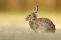 21 Wildkaninchen - Oryctolagus cuniculus