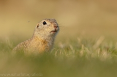 48 Ziesel - Spermophilus citellus