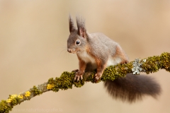 133 Eichhörnchen - Sciurus vulgaris