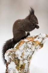 89 Eichhörnchen - Sciurus vulgaris