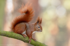 93 Eichhörnchen - Sciurus vulgaris