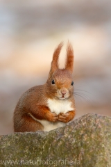 102 Eichhörnchen - Sciurus vulgaris