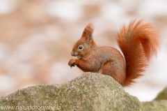 104 Eichhörnchen - Sciurus vulgaris