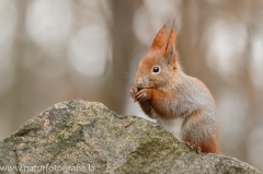 94 Eichhörnchen - Sciurus vulgaris