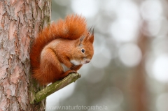 95 Eichhörnchen - Sciurus vulgaris