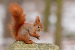 96 Eichhörnchen - Sciurus vulgaris