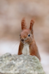 98 Eichhörnchen - Sciurus vulgaris