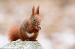 99 Eichhörnchen - Sciurus vulgaris