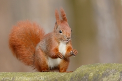 100 Eichhörnchen - Sciurus vulgaris