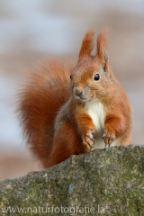 101 Eichhörnchen - Sciurus vulgaris