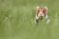 16 Feldhamster - Cricetus cricetus