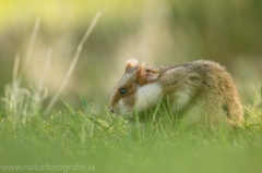 39 Feldhamster - Cricetus cricetus