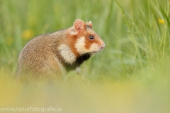 150 Feldhamster - Cricetus cricetus