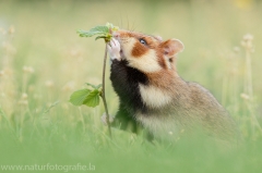 12 Feldhamster - Cricetus cricetus