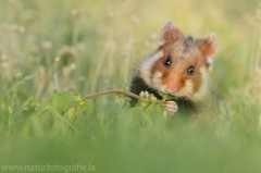 14 Feldhamster - Cricetus cricetus