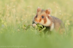 5 Feldhamster - Cricetus cricetus