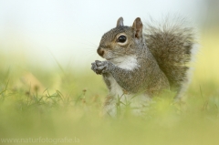 45 Grauhörnchen - Sciurus carolinensis