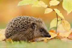 126 Braunbrustigel - Erinaceus europaeus