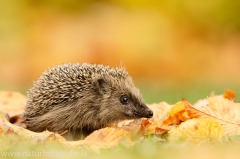 129 Braunbrustigel - Erinaceus europaeus