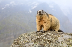 164 Alpenmurmeltier - Marmota marmota