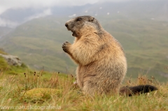 165 Alpenmurmeltier - Marmota marmota