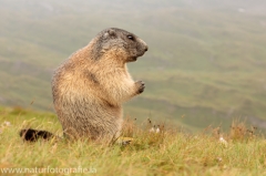 166 Alpenmurmeltier - Marmota marmota