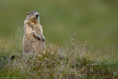 120 Murmeltier - Marmota marmota