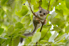 172 Siebenschläfer - Glis glis