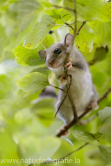 173 Siebenschläfer - Glis glis