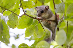 174 Siebenschläfer - Glis glis