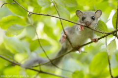 175 Siebenschläfer - Glis glis