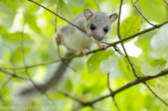 177 Siebenschläfer - Glis glis