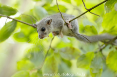 176 Siebenschläfer - Glis glis