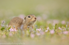 63 Ziesel - Spermophilus citellus