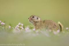 64 Ziesel - Spermophilus citellus