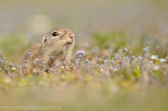 75 Ziesel - Spermophilus citellus