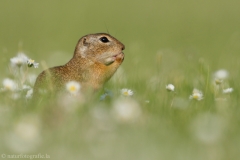 83 Ziesel - Spermophilus citellus