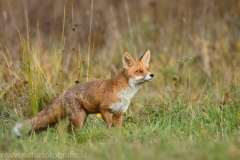 25 Rotfuchs - Vulpes vulpes