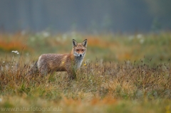 19 Rotfuchs - Vulpes vulpes