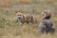 30 Rotfuchs - Vulpes vulpes