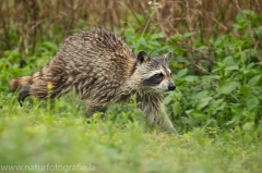 34 Waschbär - Procyon lotor